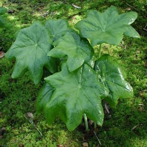 Podophyllum