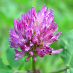 Red Clover Blossoms Red Clover Blossoms