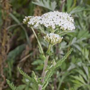 Yarrow Yarrow