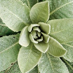 Natural Remedies Native Americans Use To Treat Asthma And Inflammation Natural Remedies Native Americans Use To Treat Asthma And Inflammation