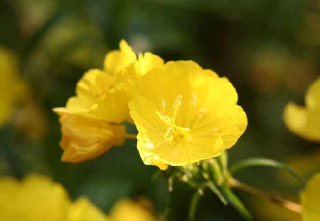 Mastalgia Natural Remedies Mastalgia Natural Remedies
