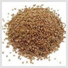 Ajwain