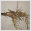 Amaranth Root