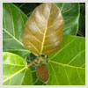 Banyan Leaves