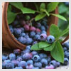 Bilberry