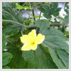 Bitter Gourd Leaves