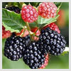 Black Berry Fruit