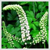 Black Cohosh