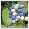 Blue Cohosh