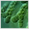 Blue Green Algae