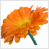 Calendula Flowers