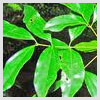 Cassia Leaves