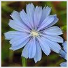 Chicory