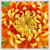 Chrysanthemum