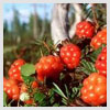 Cloudberry