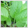 Comfrey Leaves