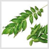 Curry Leaves