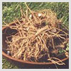 Dandelion Root