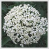 Elderberry Blossoms