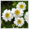 Feverfew