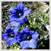 Gentian