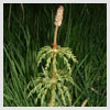 Horsetail