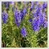 Hyssop Oil