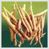 Indian Ginseng