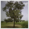 Jambul tree