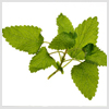 Lemon balm