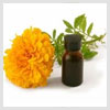 Marigold Oil 