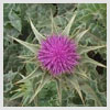 Milk Thistle