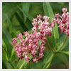 Milkweed