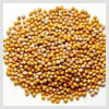 Mustard Seeds