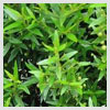 Myrtle Leaves