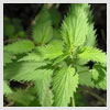 Nettle