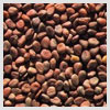 Radish Seeds