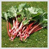 Rhubarb