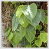 Sacred Fig Leaves