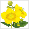 St. Johns wort