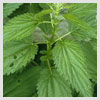 Stinging nettle