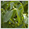 Walnut Leaves