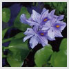 Water Hyacinth