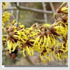 Witch Hazel