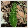 Yarrow Leaves