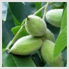 White Walnut