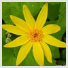 Arnica