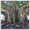 Banyan Roots