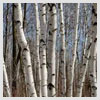 Birch