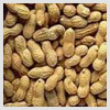 Groundnut